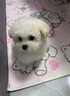伊寵純種比熊幼犬寵物狗狗活體小狗活物幼崽小型犬 寵物級 公 曬單實拍圖
