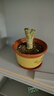 玉樹(shù)盆栽厚臉皮植物老樁多年生綠植陽(yáng)臺耐旱四季?；ɑ芏嗳庵参?【棒棒糖造型】玉樹(shù)10年大苗 原土發(fā)貨 曬單實(shí)拍圖