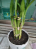 特價(jià)富貴荷花竹盆栽植物室內凈化空氣綠植辦公室桌面四季好養盆栽 荷花竹+小云朵盆【1盆】 盆口直徑約8cm 曬單實(shí)拍圖