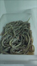 油筷魚(yú)油鰻魚(yú)鮮活速凍兩斤裝筷子魚(yú)油龍潮汕特產(chǎn)海鮮水產(chǎn)小沙鰻魚(yú) 野生油筷魚(yú) 野生油筷魚(yú)2斤裝 曬單實(shí)拍圖