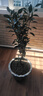 CHUANGSHIJI沙糖桔樹(shù)苗南方北方種植橘子樹(shù)苗柑桔果樹(shù)果苗嫁接砂糖地栽盆栽 7年精選造型 (當年結果)帶土球發(fā) 81cm(含)-110cm(含) 曬單實(shí)拍圖