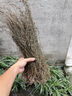 康裕尊 田基黃 地耳草 黃花草雀舌草 干品整株田基王 廣西【田基黃-250克】 曬單實拍圖