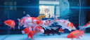 【包活包損】錦鯉活魚(yú)觀(guān)賞魚(yú)活體好養耐活冷水淡水魚(yú)日系錦鯉金魚(yú) 黃金+白金+黑金+火鯉+紅白+三色 18--20cm 曬單實(shí)拍圖