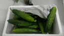 京鮮生 山東童年旱黃瓜 凈重5斤 單果100g+ 水果小青瓜 輕食 源頭直發(fā) 曬單實(shí)拍圖