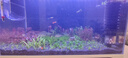 森森 超白玻璃小魚缸HWK-600P裸缸款水草缸金魚缸小型水族箱水草缸  曬單實(shí)拍圖
