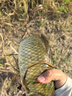 普銳斯火力全開(kāi)黃金甲19調(diào)炮竿傳統(tǒng)釣魚竿13米長(zhǎng)竿超輕超硬高碳打窩竿 13m +原裝稍+逗釣稍+竿袋+竿包 曬單實(shí)拍圖