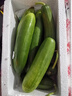 京鮮生 荷蘭水果黃瓜 凈重3斤 單果80g左右 青瓜 健康輕食 源頭直發(fā) 曬單實拍圖