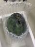 黑美人西瓜孕婦當季水果新鮮包郵黑籽甜西瓜整箱 5-6斤【1個(gè)裝】 曬單實(shí)拍圖