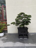 潮裕盆景小葉紫檀盆景老樁植物室內造型綠植擺件造景庭院客廳玄關(guān)辦公好養 精品小葉紫檀盆景31 高端盆景/一物一拍 曬單實(shí)拍圖
