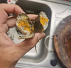 【活蟹】鮮活微山湖精品六月黃大閘蟹公母去繩凈重活發(fā)新鮮 六月黃1.2-1.4兩/只(10只裝) 曬單實拍圖