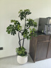 臨雅造型鴨腳木室內(nèi)客廳大盆栽落地式大型綠植物1.4m含盆源頭直發(fā) 曬單實拍圖