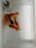 泰獅金魚(yú)活冷水魚(yú)淡水魚(yú)鎏金蘭壽紅獅金魚(yú)觀賞魚(yú)好養(yǎng)耐活魚(yú)活體魚(yú) 7-9cm紅泰獅1+黑泰獅1 曬單實(shí)拍圖
