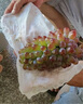 京地達(dá)遼寧茉莉香葡萄 東北玫瑰香特產(chǎn) 凈含量4斤3-6串源頭直發(fā)包郵 曬單實(shí)拍圖