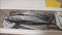 順豐包郵大馬鮫魚新鮮鲅魚整條馬鮫魚燕鲅魚青花海鮮批發(fā)冷凍海魚 10斤鲅魚 整條8兩左右 曬單實(shí)拍圖