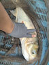 川澤新關(guān)東鰱鳙棉花彈簧子線雙鉤釣組魚鉤綁好成品有刺6#線號4.0號 曬單實(shí)拍圖