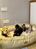 春燕美寵杜賓犬幼犬純種杜賓犬寵物狗活體幼崽德系美系伴侶犬守護(hù)犬工作犬 寵物級(jí) 請(qǐng)聯(lián)系客服選 曬單實(shí)拍圖