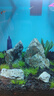 瘋狂水草青龍石假山石魚(yú)缸造景石材魚(yú)缸石頭觀(guān)賞石景觀(guān)石擺件天然原石頭 曬單實(shí)拍圖