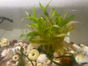 瘋狂水草（FKSC）魚(yú)缸水草真水草凈化底部水草坨草水榕皇冠草趴地矮珍珠直接入缸 玉竹大坨 曬單實(shí)拍圖