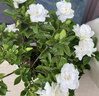 花翁梔子花帶花苞盆栽植物花卉【多分支大苗】梔子花+蓮花盆源頭直發(fā) 曬單實(shí)拍圖