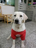 洽苒日本寵物止吠器馬犬德牧狗狗嘴套防咬叫防亂食中外出口罩嘴罩 開(kāi)口嘴套 M碼【35-50斤】 曬單實(shí)拍圖