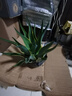 意軒金邊龍舌蘭盆栽 多肉植物 虎皮蘭綠植花卉超好養吸甲醛 金邊龍舌蘭一顆高30-35CM左右 不含盆 曬單實(shí)拍圖