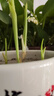 四季開(kāi)花香水鈴蘭帶芽?jì)艋諝饣缗柙躁?yáng)臺濃香球根花卉庭院室內 紅新娘 2顆+肥不活包賠手選精品* 曬單實(shí)拍圖