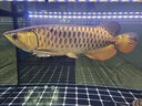 馬印神燈古典金龍魚專用燈魚缸燈潛水燈雷龍燈藍(lán)白金增艷燈全光譜 112CM（金光32W/藍(lán)光35W）雙模式切換 曬單實拍圖