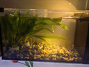 魚缸底砂造景專用天然砂石水族箱底部石頭水草裝飾沙子原生溪流石 溪流石6-9毫米5斤 曬單實(shí)拍圖