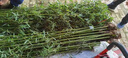 竹子苗青竹庭院小竹苗北方樹(shù)苗植物綠化竹林庭院景觀(guān)竹 四季青竹0.5cm粗10棵 曬單實(shí)拍圖