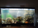 BARBAROUS GROWTH魚缸水族箱客廳陽臺家用中小型自循環(huán)懶人免換水生態(tài)塑料金魚缸 大號黑色【造景氛圍套餐】 曬單實拍圖