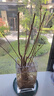四季開(kāi)花濃香型丁香花樹(shù)苗庭院南北方種植盆栽室內外耐寒花卉植物 多彩大苗【當年開(kāi)爆滿(mǎn)】買(mǎi)一送一 曬單實(shí)拍圖