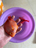 樂淘逸寵血紅鸚鵡魚活體發(fā)財(cái)魚財(cái)神魚大型熱帶觀賞魚淡水好養(yǎng) 12-13cm紅鸚鵡3條發(fā)順豐 曬單實(shí)拍圖