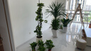 大型盆栽各種植物發(fā)財樹金錢樹綠蘿慶典喬遷盆景綠植辦公室內(nèi)客廳 雙層龍血樹1.3-1.5米【菱形盆】 含盆 曬單實拍圖