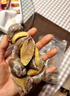 寓島碼頭鮑魚(yú)螺老婆腳鮮活捕撈大鮑螺新鮮活凍黃金鮑珍珠鮑假鮑魚(yú)貝類(lèi) 鮑魚(yú)螺老婆腳1500g 曬單實(shí)拍圖