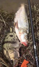 加長翹嘴子線雙鉤成品專用草魚鰱鳙伊勢(shì)尼金海夕大物魚鉤綁好 16付【線長1.5米 線號(hào)2.5#】金海 9號(hào) 曬單實(shí)拍圖