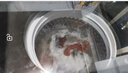 美的（Midea）波輪洗衣機(jī)全自動(dòng)家用 MB12L2 12公斤大容量 除螨 颶風(fēng)深層勁洗 隨心洗 以舊換新 家電國(guó)家補(bǔ)貼20% 曬單實(shí)拍圖