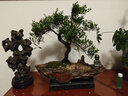自然空間造型赤楠靜山大號老樁盆景綠植中式盆栽送禮+靜禪+250座 源頭直發(fā) 曬單實拍圖