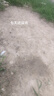 九寸三紅胡蘿卜種子水果蔬菜蘿卜菜籽脆甜春秋季四季田園蔬菜種子 九寸參胡蘿卜種子 1包約300粒 曬單實(shí)拍圖
