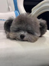 泰迪幼犬純種灰泰迪貴賓犬茶杯犬長(zhǎng)不大小體狗小型犬活體狗寵物狗 寵物級(jí) 灰泰迪 公 曬單實(shí)拍圖
