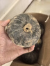 粵迎山東貝貝南瓜板栗口感源頭直發(fā)香甜兒童輔食美味粗糧新鮮蔬菜生鮮 5斤 手挑裝【粉糯香甜】?jī)?.5斤 曬單實(shí)拍圖