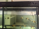 閩江（minjiang）魚缸水族箱免換水生態(tài)造景金魚缸客廳屏風(fēng)中大型玻璃龍魚缸金魚缸 黑色（禮包+升級過濾） 長100*寬30*高142（缸體+儲物柜） 曬單實拍圖