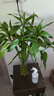 植男植女綠富貴竹水培竹子植物綠植室內(nèi)好養(yǎng)盆栽不帶根發(fā)財6/70cm源頭直發(fā) 曬單實拍圖