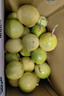 趣嘗鮮欽蜜9號黃金百香果 16粒 單果60-70g 嘗鮮裝 源頭直發(fā) 曬單實(shí)拍圖