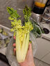 綠食者新鮮水果清芹芯 迷你西芹嫩芽生吃榨汁酒店特色菜 滿(mǎn)5件包郵 1斤 曬單實(shí)拍圖
