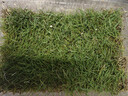 瑯闕真草坪帶土草皮庭院綠化鋪墊帶泥土精品果嶺草1平方源頭直發(fā) 曬單實(shí)拍圖