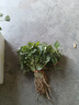 順豐包郵帶根紅薯苗秧烤蜜薯煙薯25號(hào)西瓜紅種苗哈密白薯地瓜秧苗 紅薯苗 板栗薯（粉糯型）50顆苗 曬單實(shí)拍圖