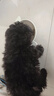 咯咪純種灰色泰迪寵物狗活體灰泰迪狗活犬小型犬小泰迪幼犬貴賓犬 寵物級 曬單實拍圖