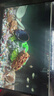 適之魚(yú)缸隔斷隔離板網(wǎng)板隔離透明可裁剪蓋板分隔板隔離網(wǎng)擋板蓋 厚1毫米(孔1毫米)30x30CM(送吸盤(pán)夾子) 曬單實(shí)拍圖