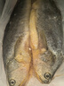 鴻順三去黃花魚(yú)2斤(2條裝） 去鱗去腮去內臟 生鮮 海鮮 大黃魚(yú) 曬單實(shí)拍圖