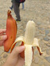 福建漳州紅美人香蕉整箱5斤應(yīng)季新鮮水果香甜土樓紅皮banana水果L 3斤裝 曬單實(shí)拍圖